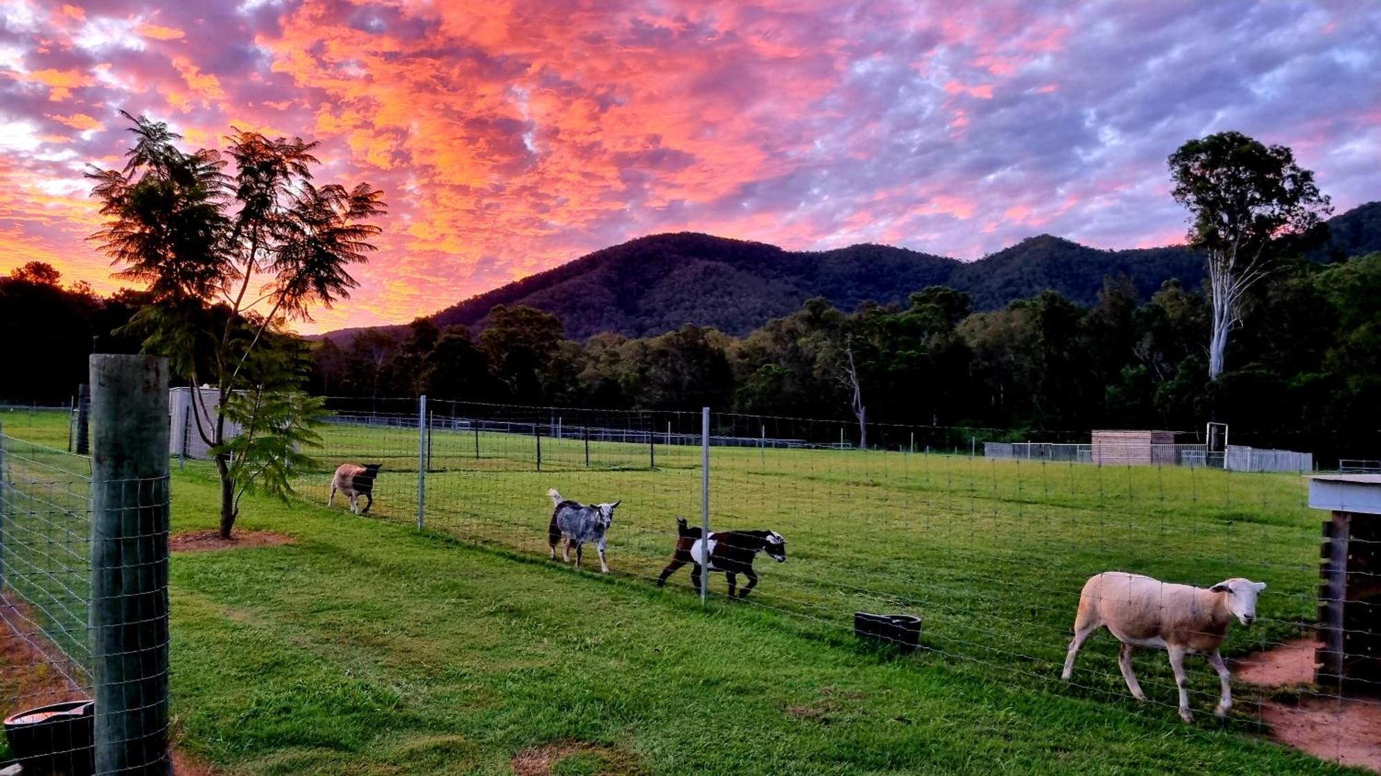 Fig Tree Farm B&B Highvale-Farmstay Near Brisbane! Ngoại thất bức ảnh