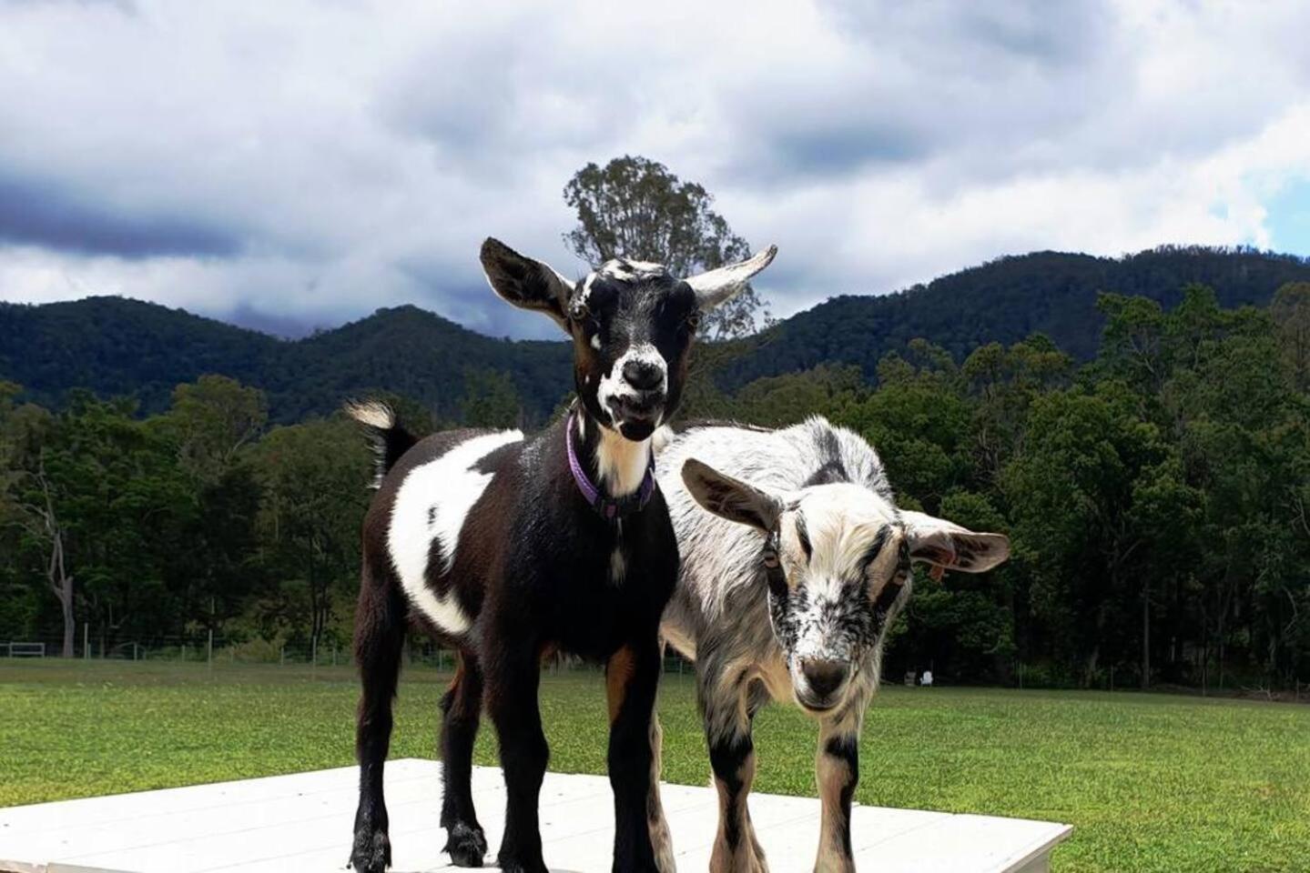 Fig Tree Farm B&B Highvale-Farmstay Near Brisbane! Ngoại thất bức ảnh